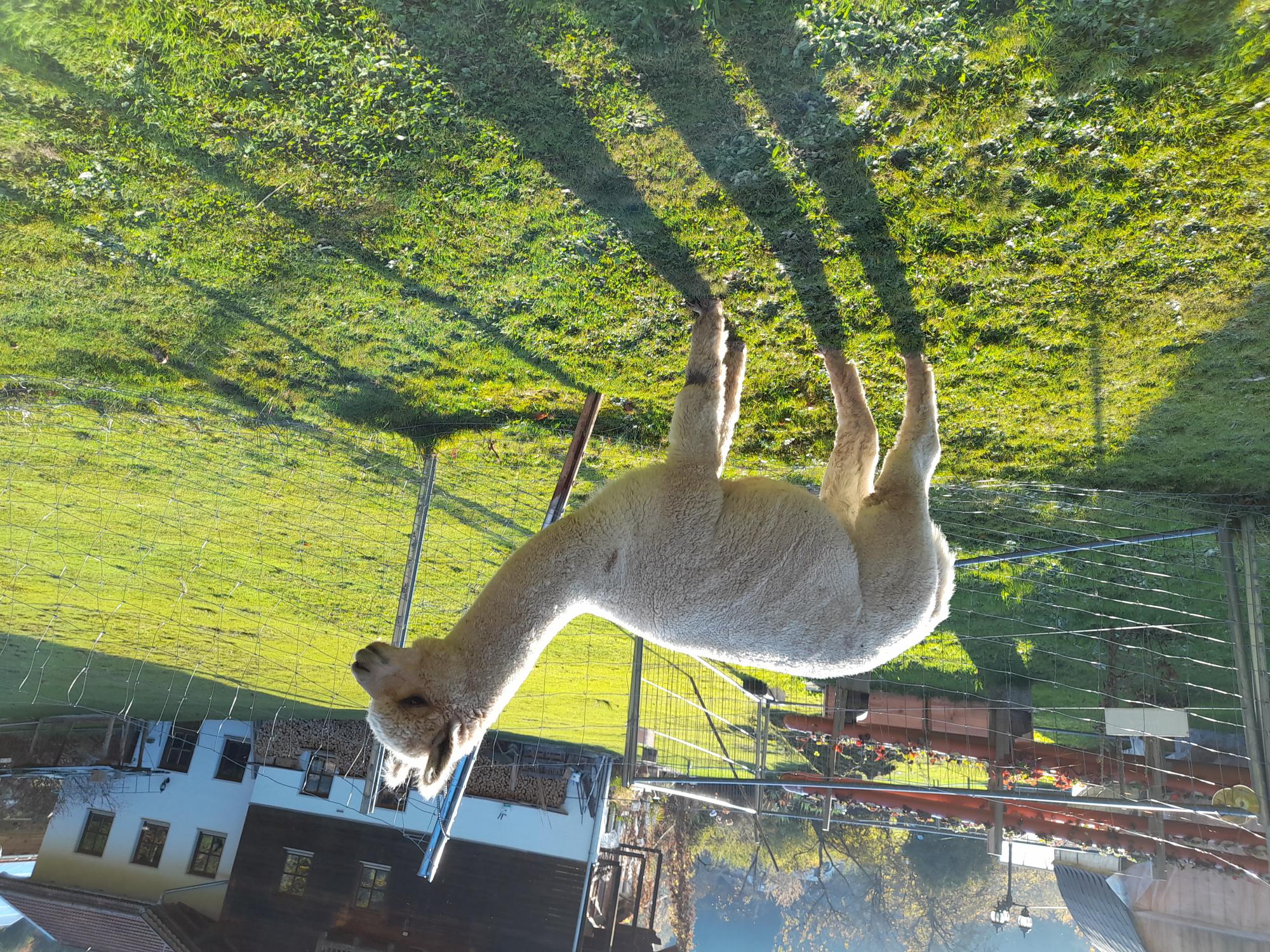 Huacaya-Deckhengst in Bayern